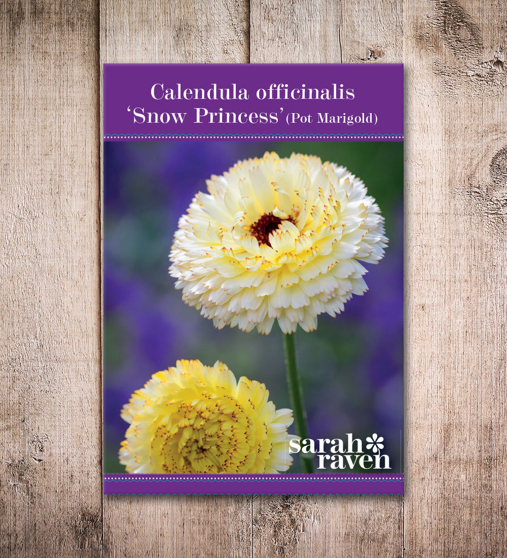 Calendula officinalis 'Snow Princess'