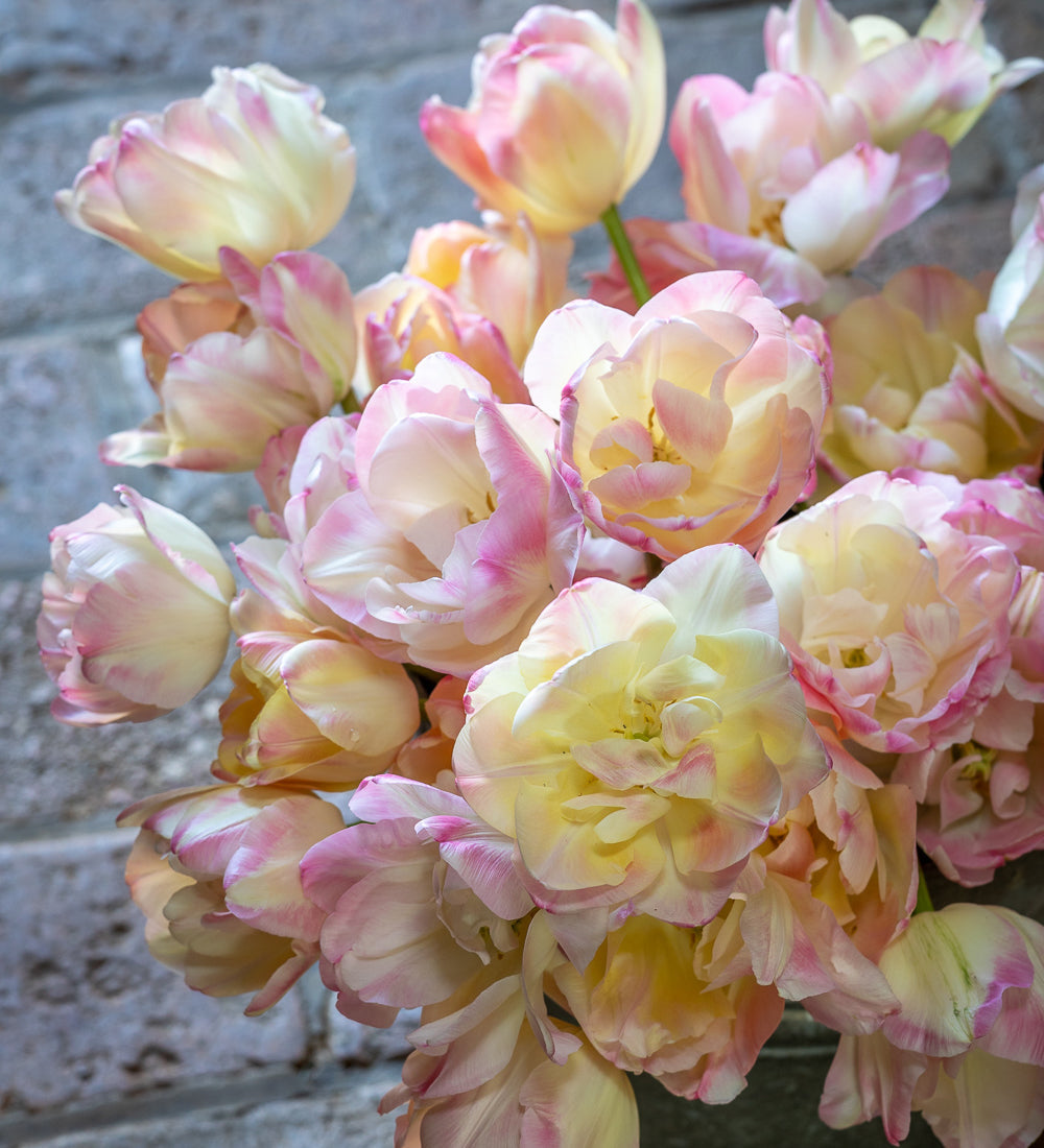 Tulip 'Silk Road'