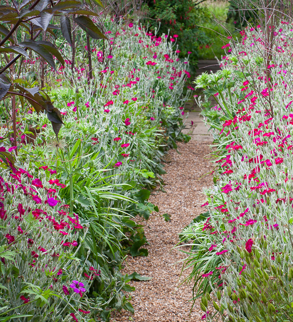 Lychnis coronaria (Rose campion)