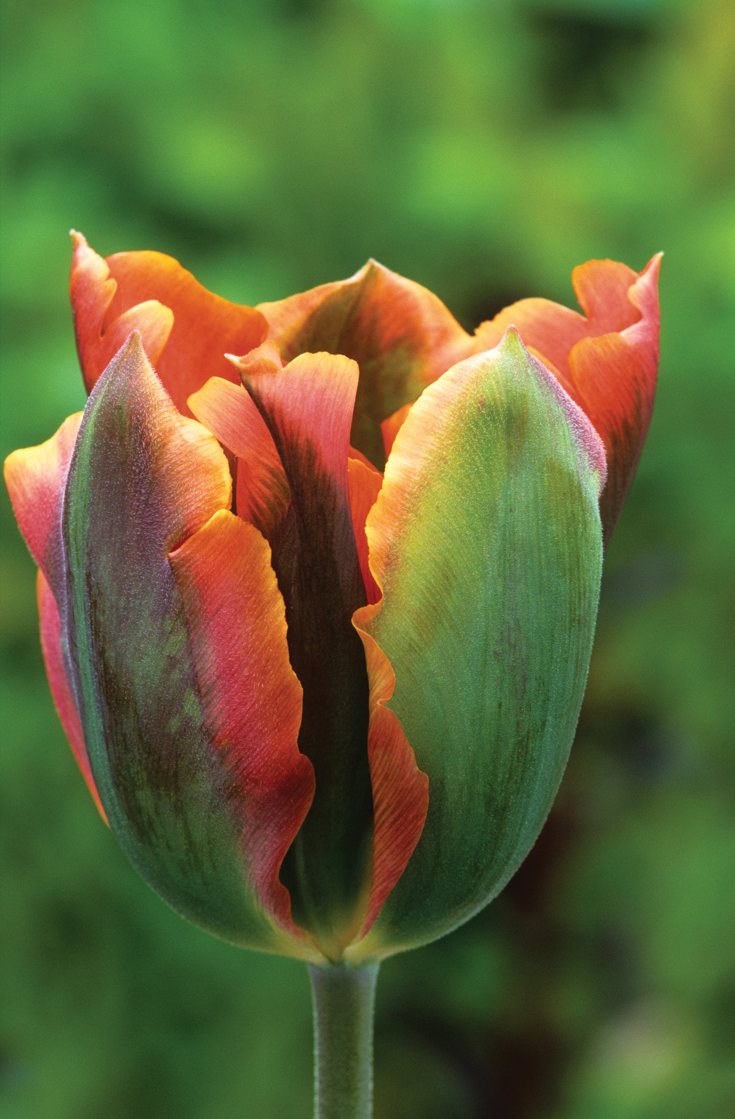 Tulip 'Artist'