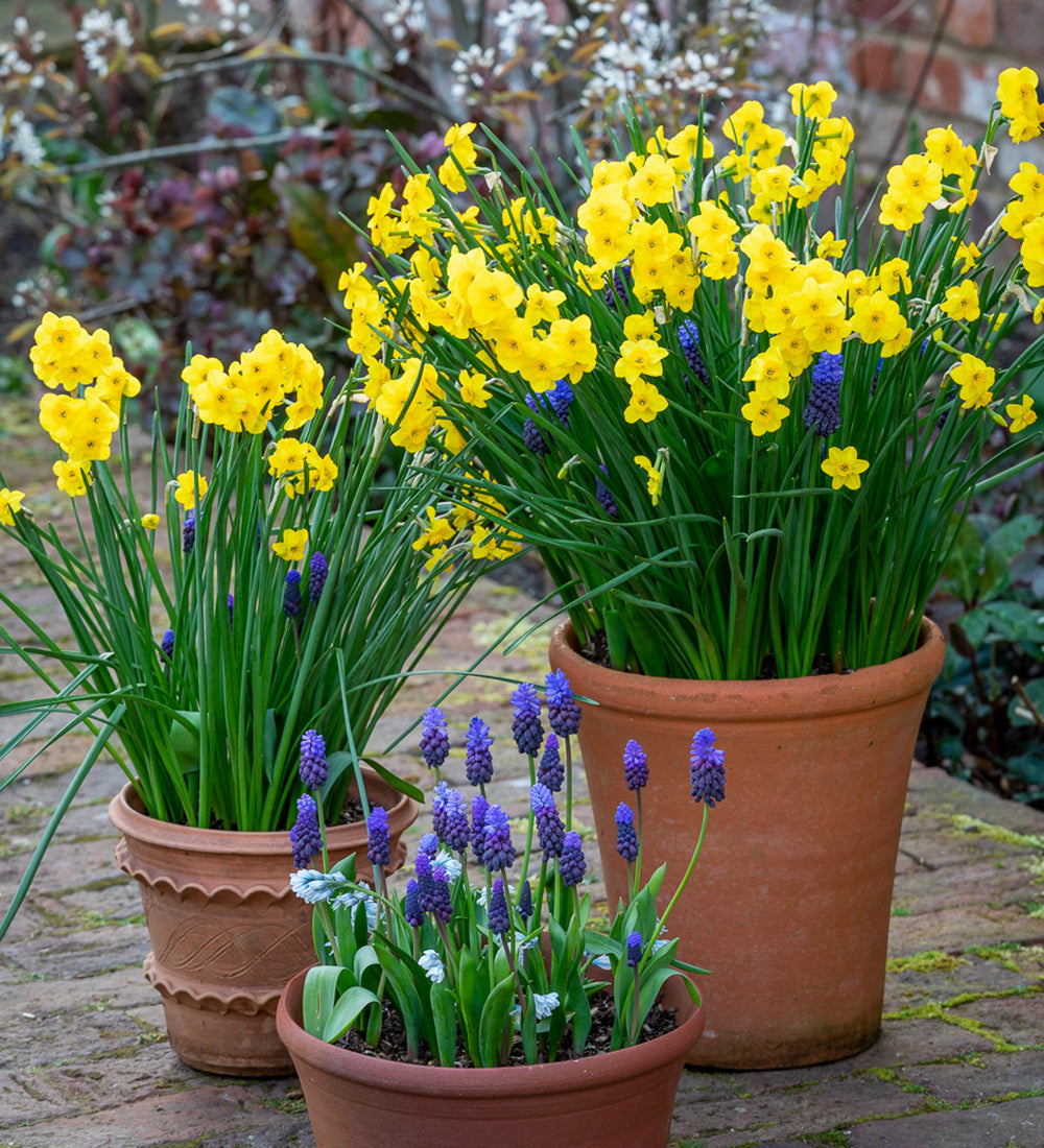 Narcissus 'Kokopelli'