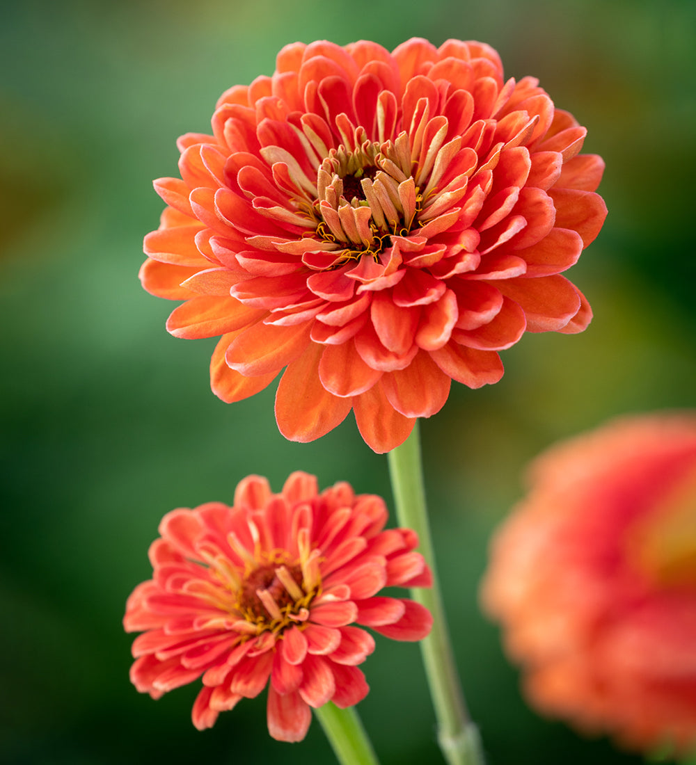 Zinnia elegans 'Benary's Giant Salmon Rose'
