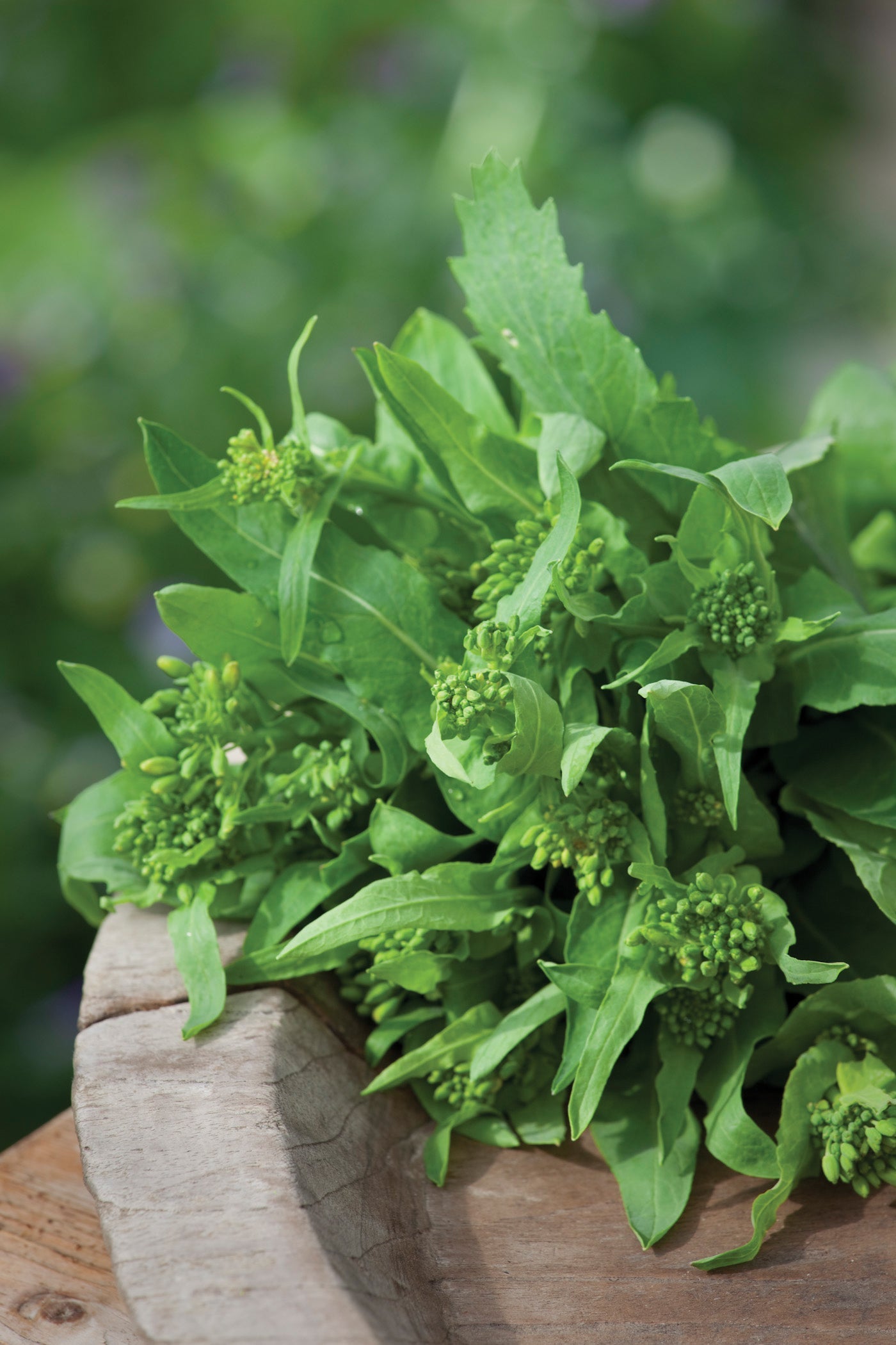 Broccoli Raab (Cima di Rapa)