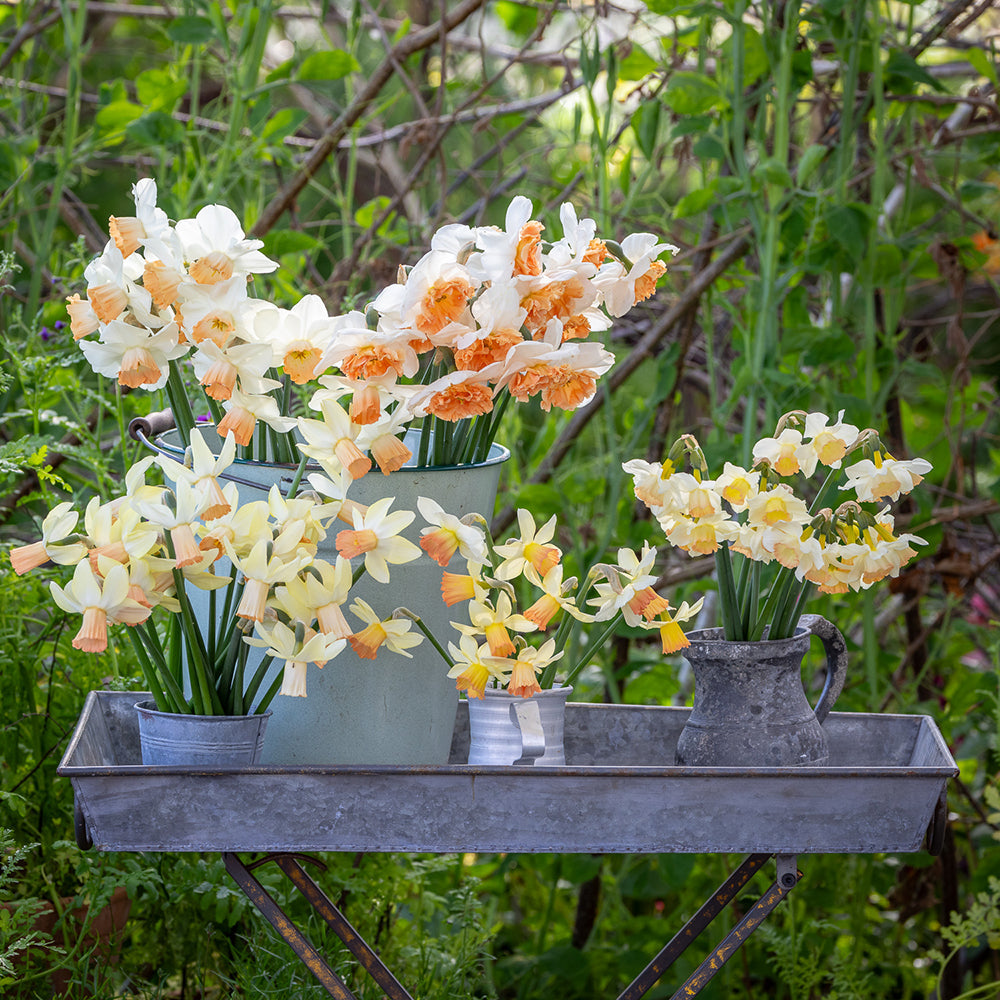 Crème Brulee Daffodil Collection
