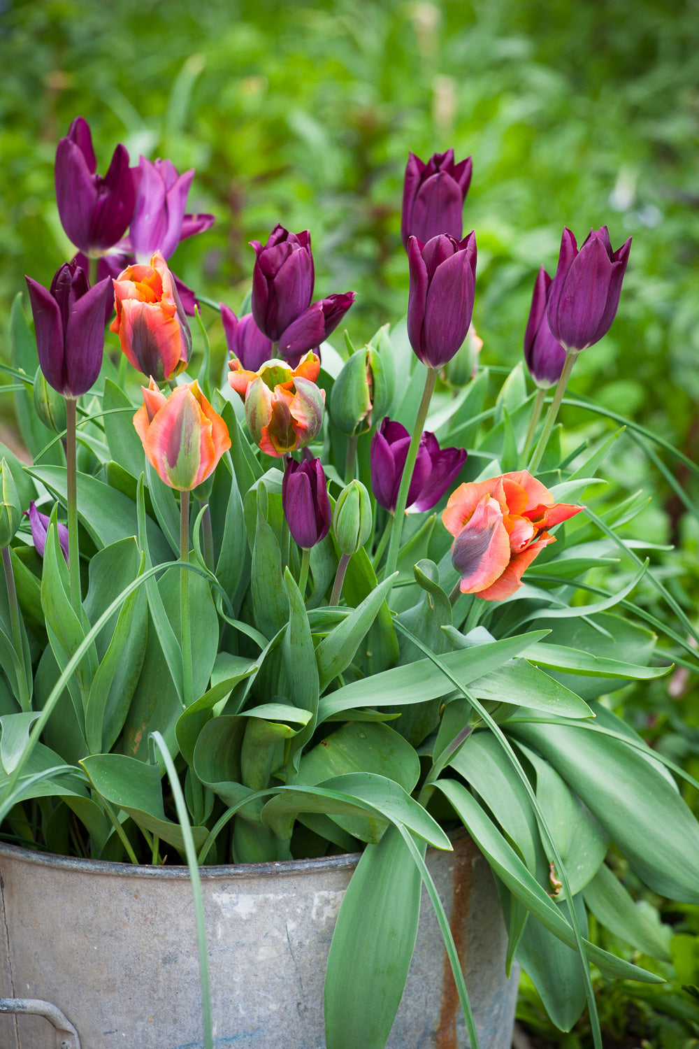 Tulip 'Artist'