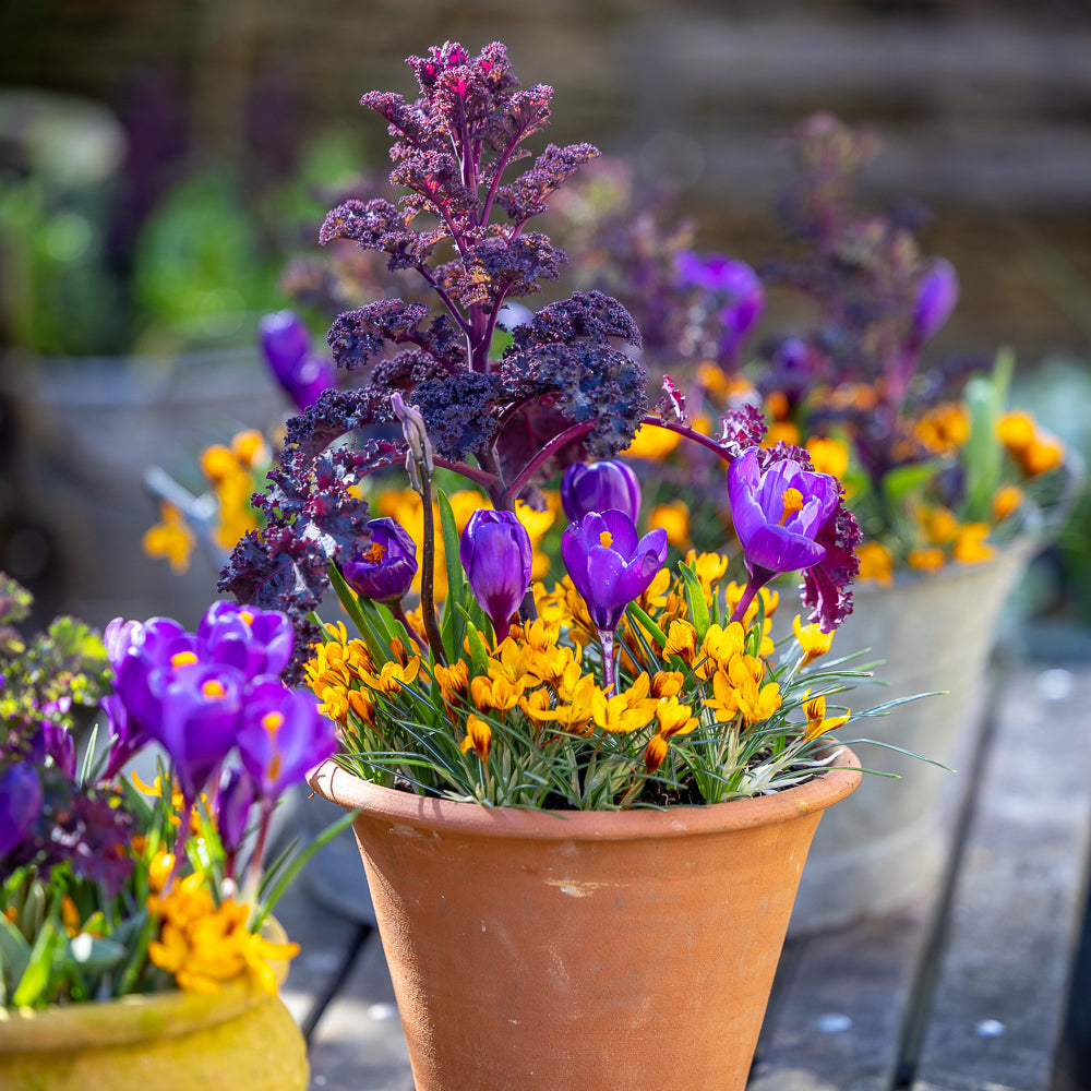 Arthur's Jaffa Cake Crocus Collection