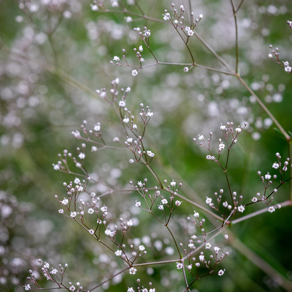 Sea Mist Cut Flower Collection