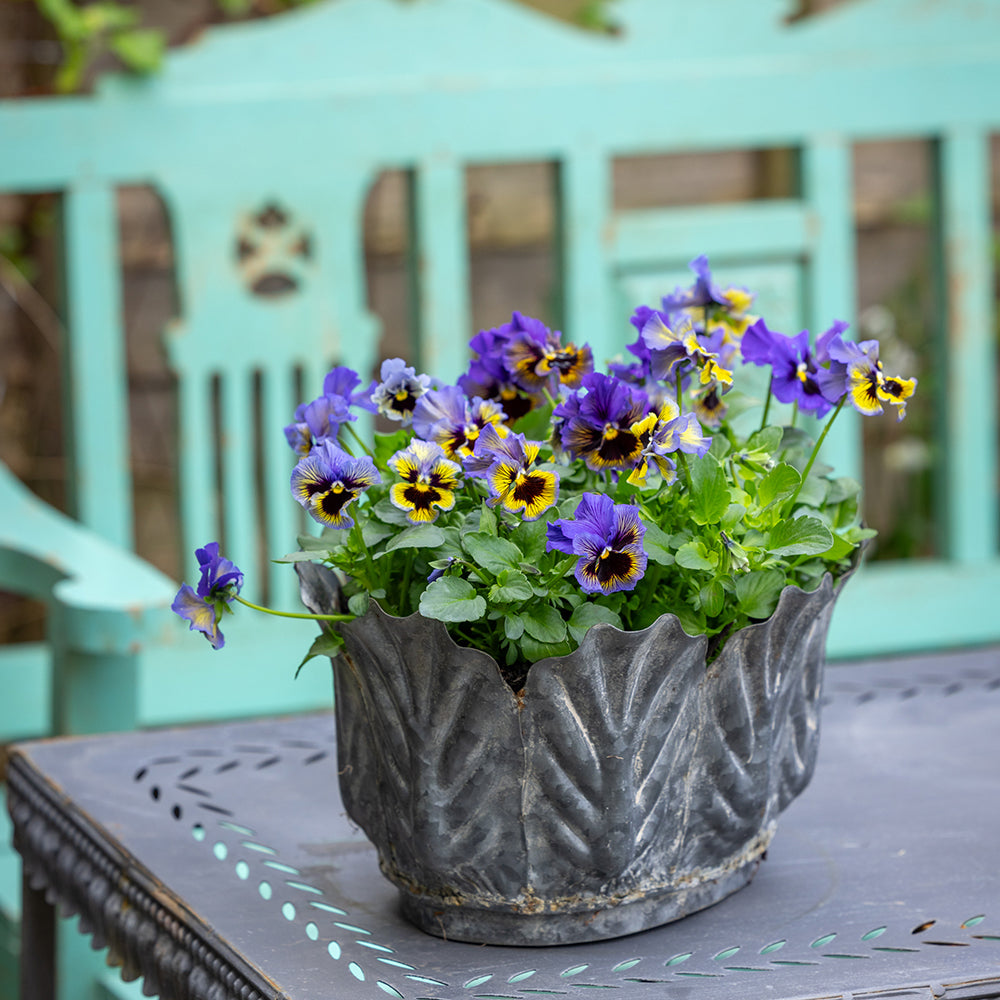 Pansy x wittrockiana ‘Frizzle Sizzle Yellow Blue Swirl’ in a Leaf Planter