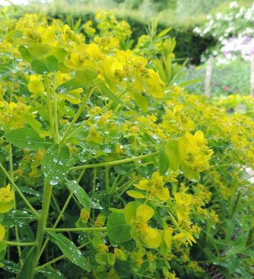 Euphorbia oblongata