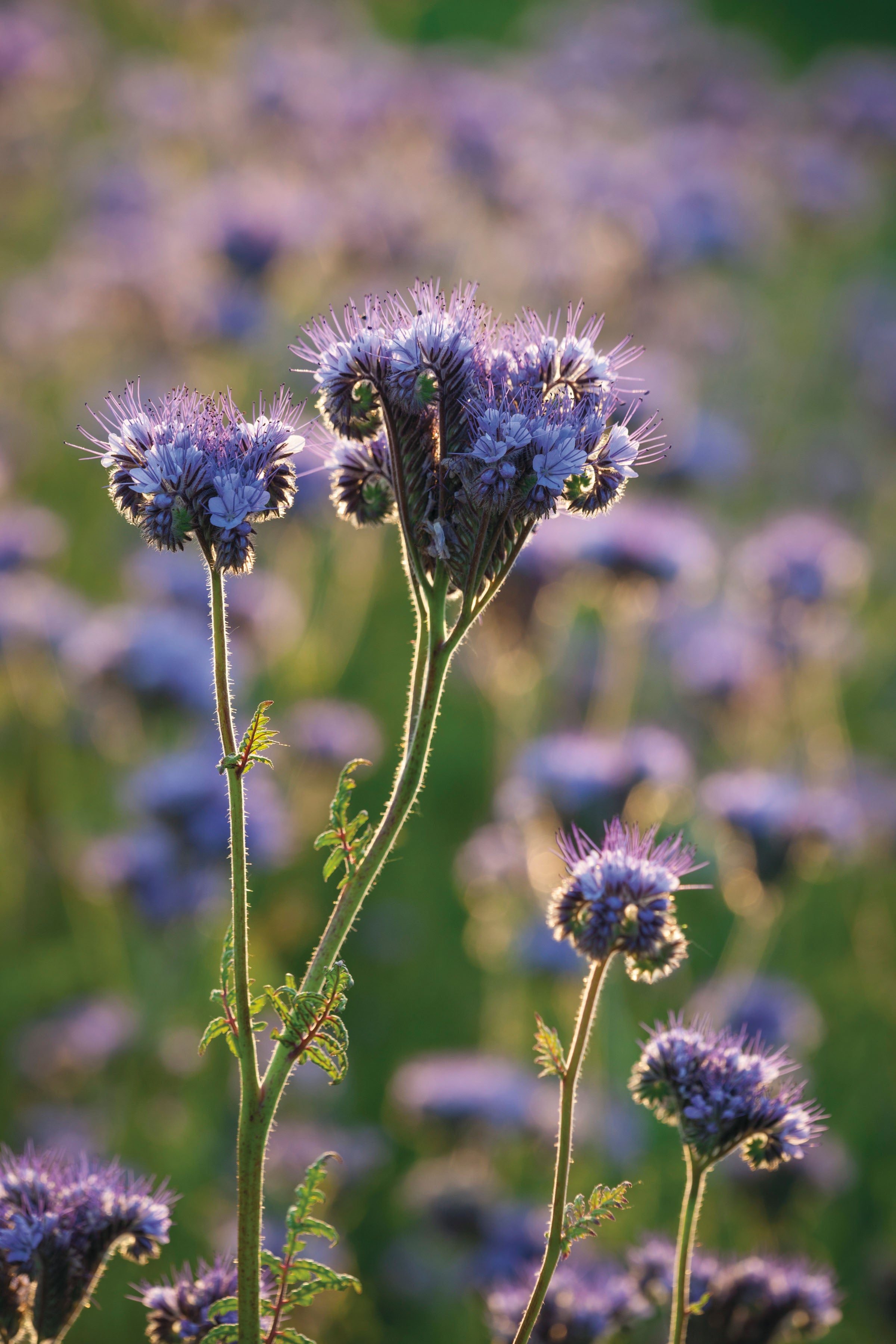 Phacelia tanacetifolia