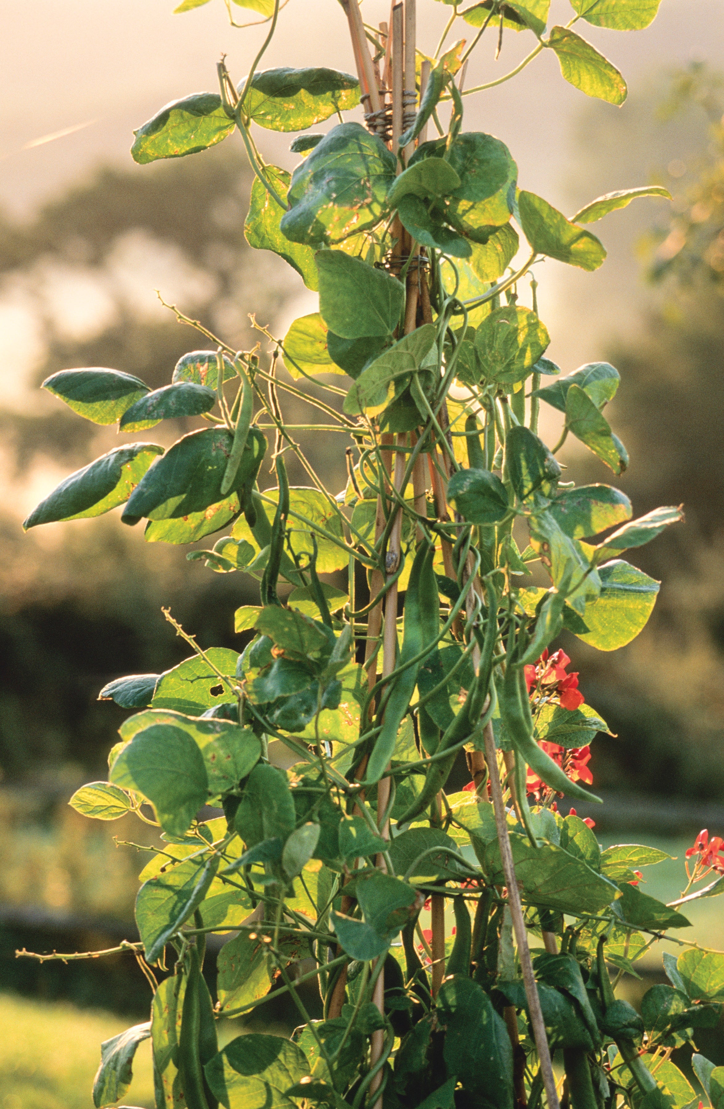 Runner Bean 'Polestar'