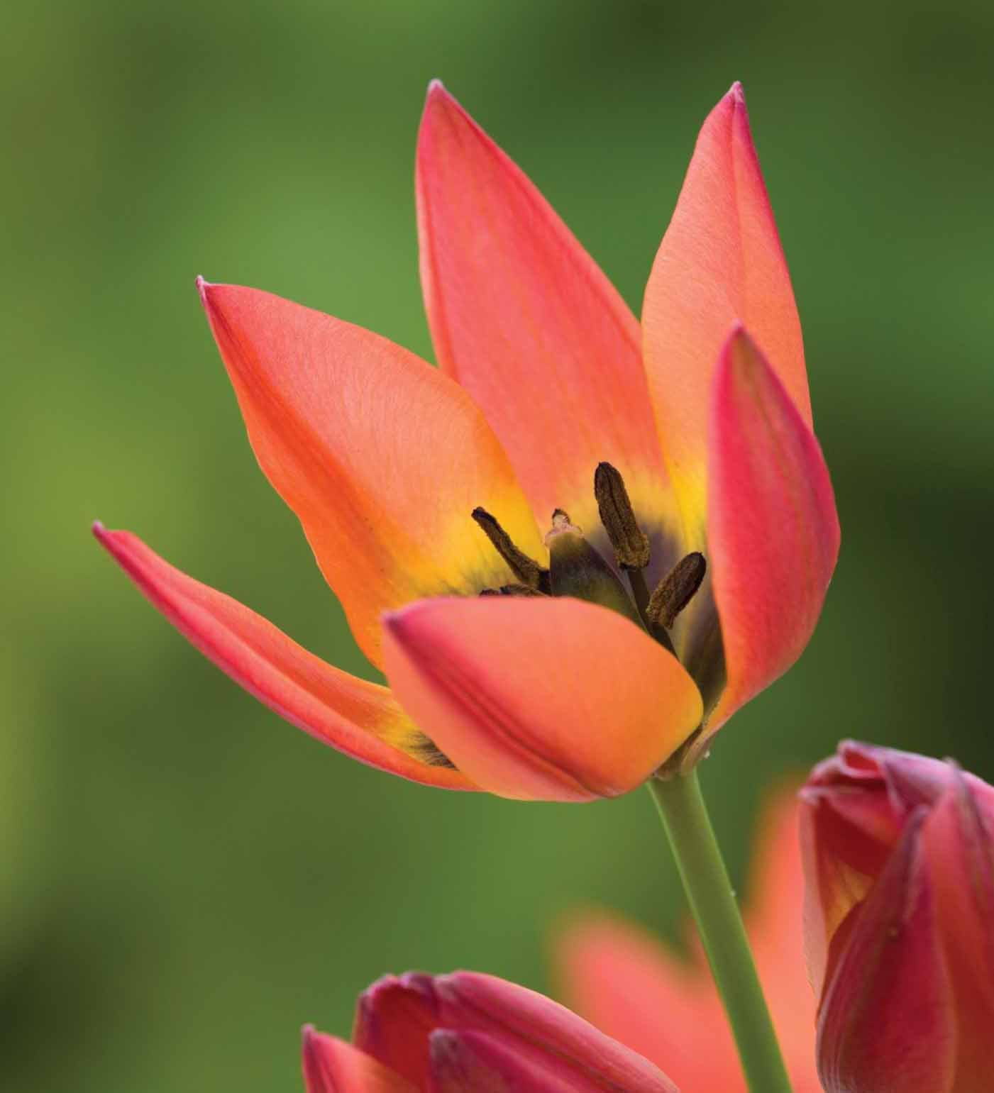 Tulips to Naturalise Collection