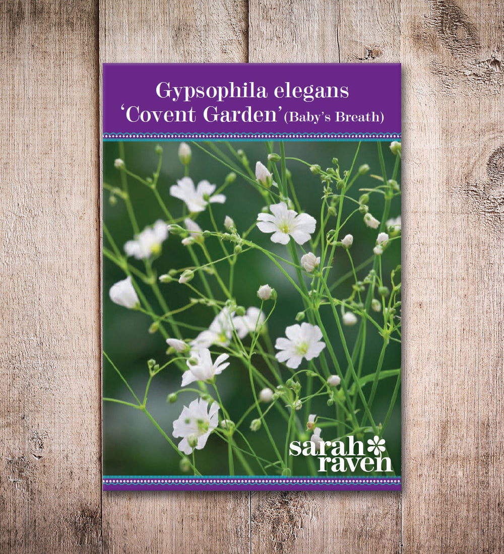 Gypsophila elegans 'Covent Garden'