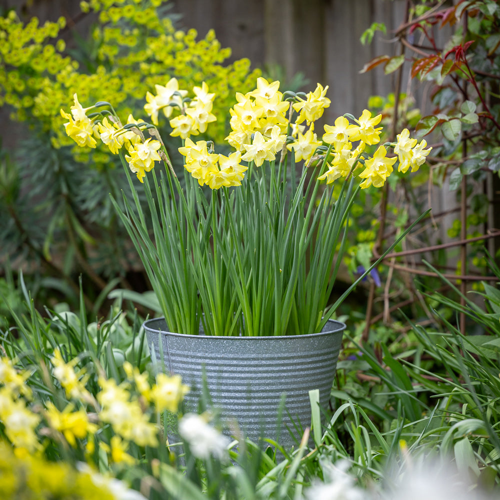 Narcissus 'Pipit'