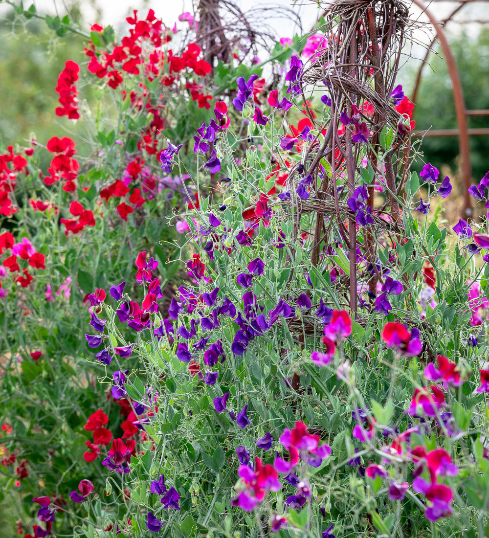 Towering Teepees Sweet Pea Collection