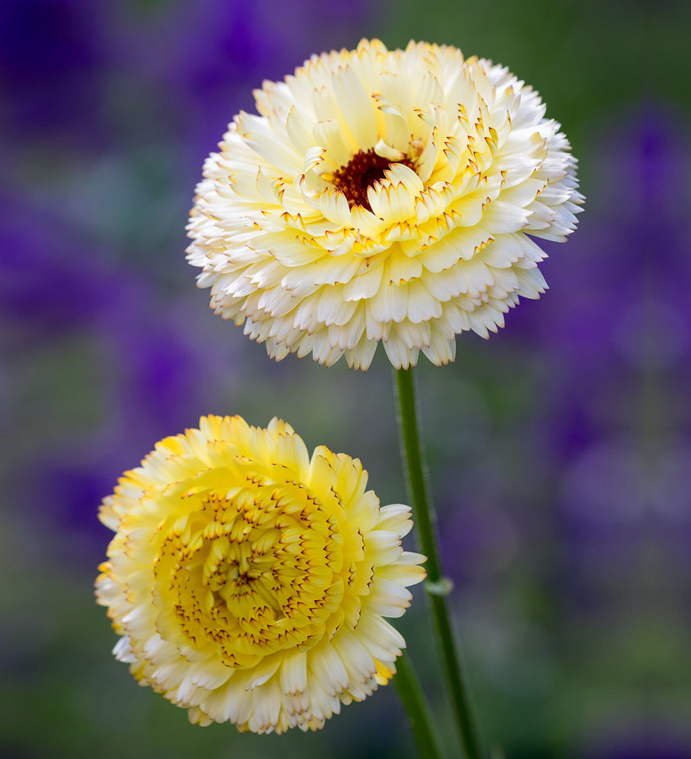 Calendula officinalis 'Snow Princess'