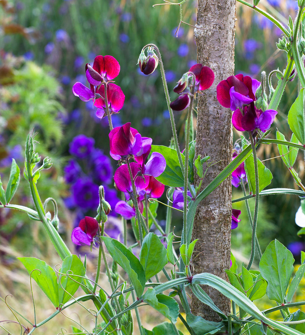 Towering Teepees Sweet Pea Collection