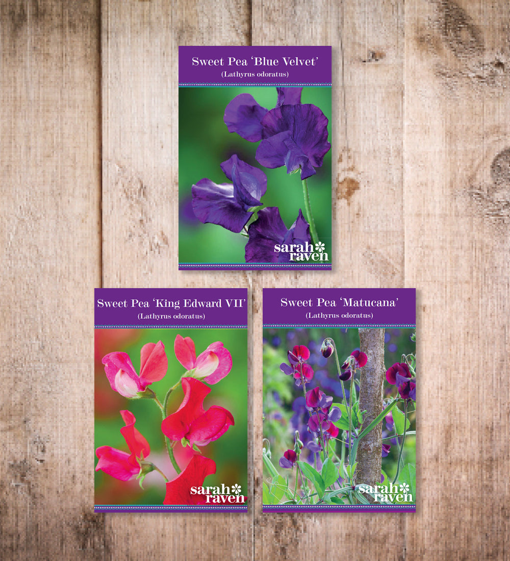 Towering Teepees Sweet Pea Collection