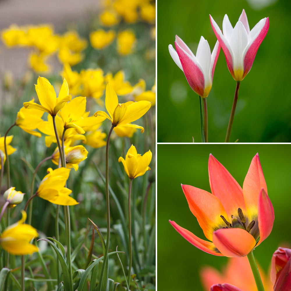 Tulips to Naturalise Collection