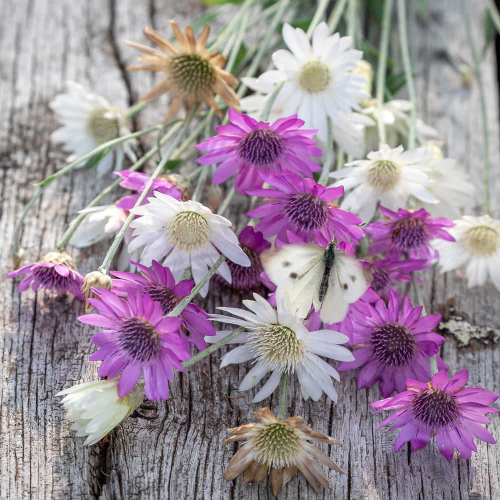 Xeranthemum annuum