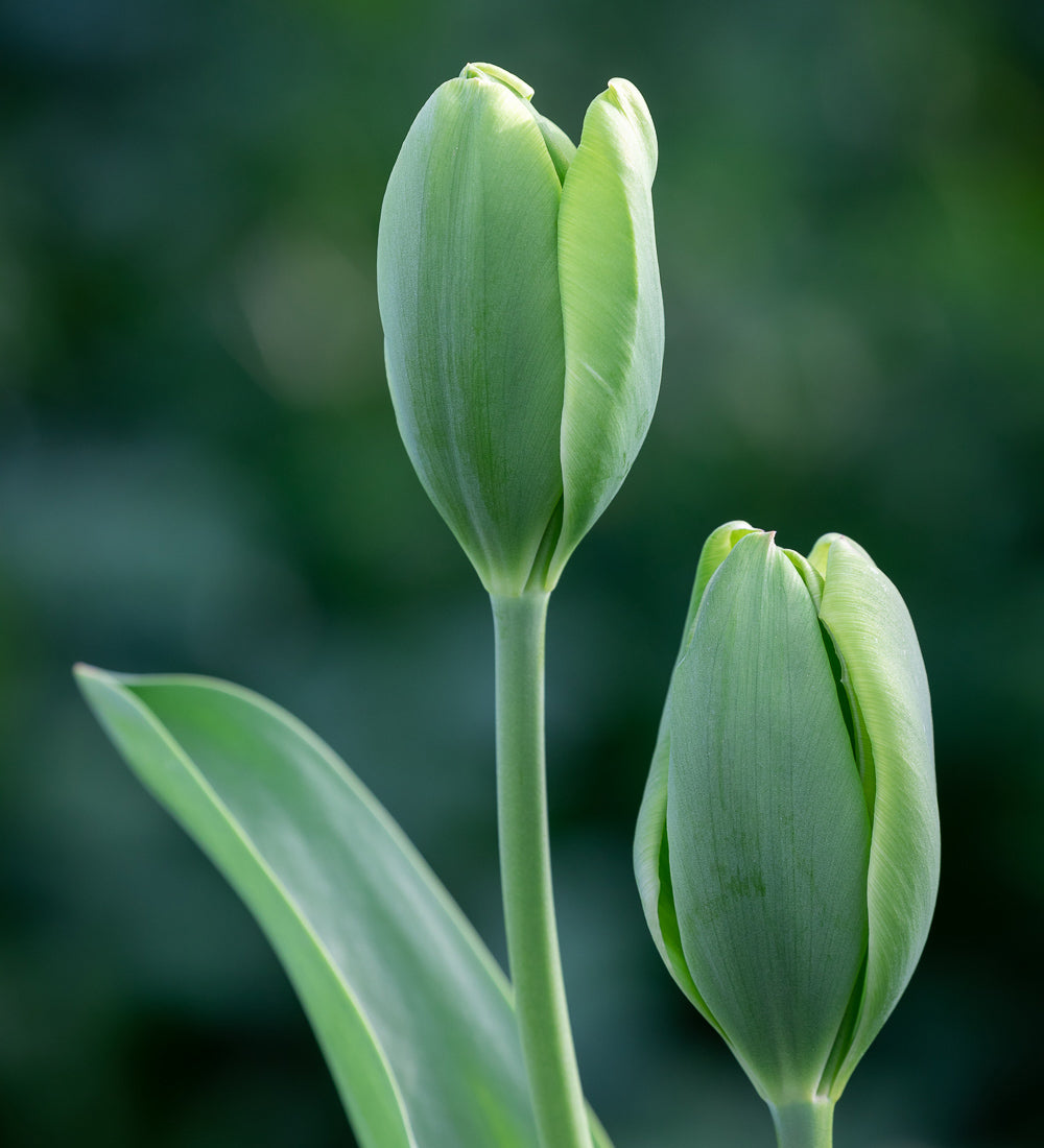 Tulip 'Green Power'