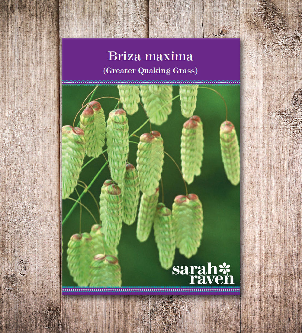 Briza maxima (Greater Quaking Grass)