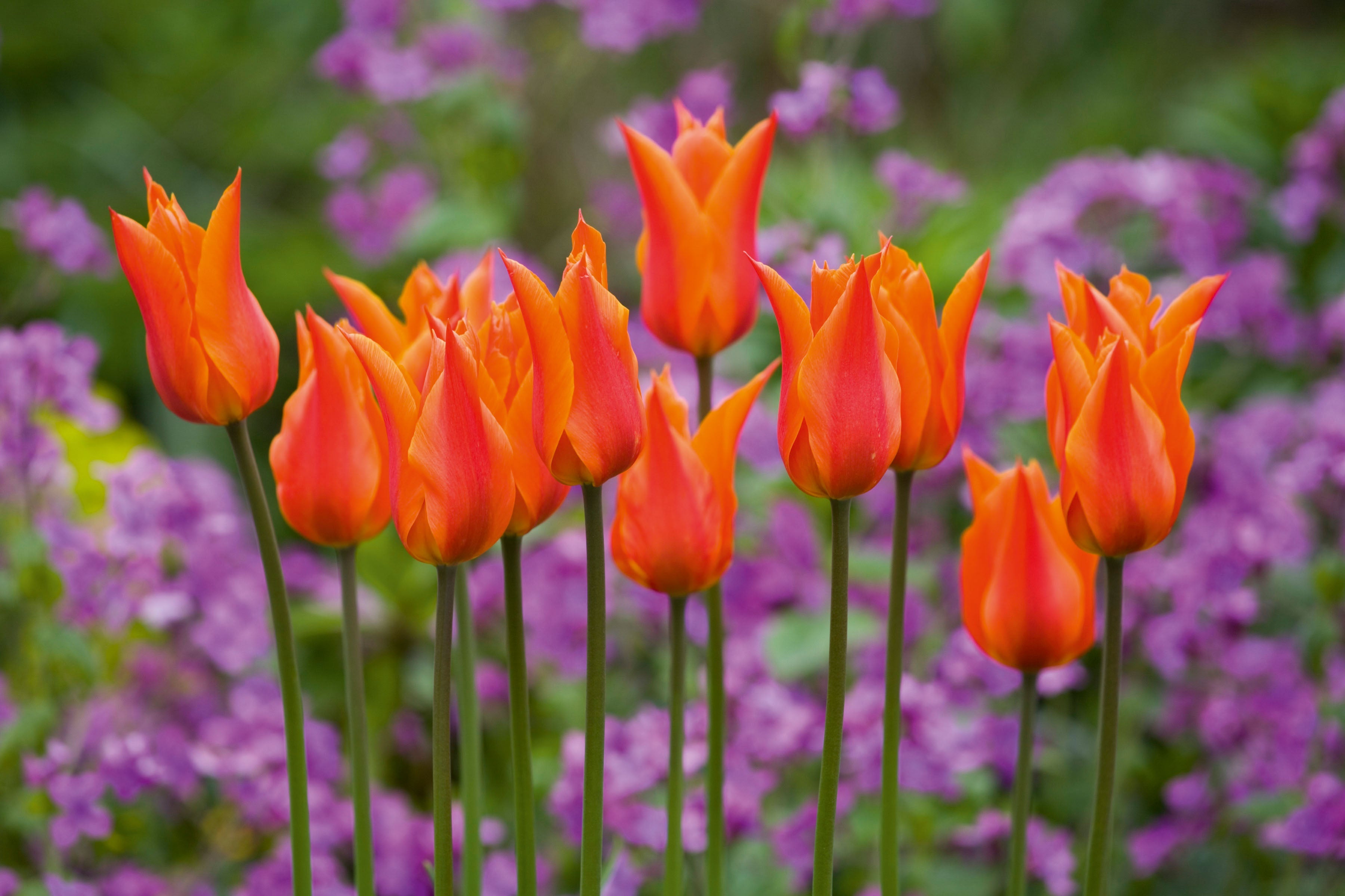 Easy Wow Tulip Collection
