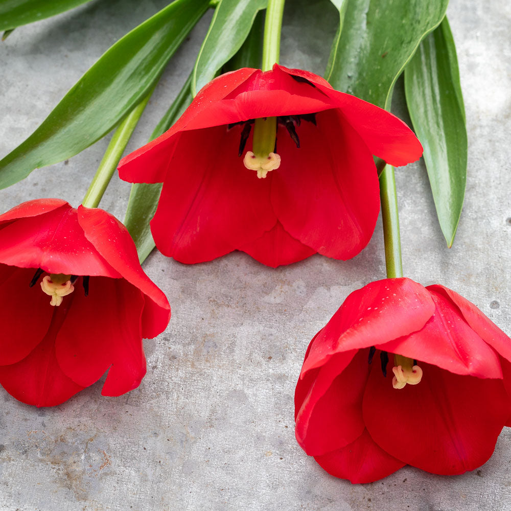 Tulip 'Unique de France'