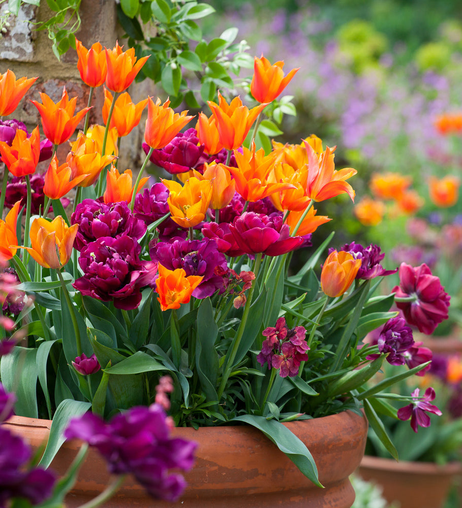 Easy Wow Tulip Collection