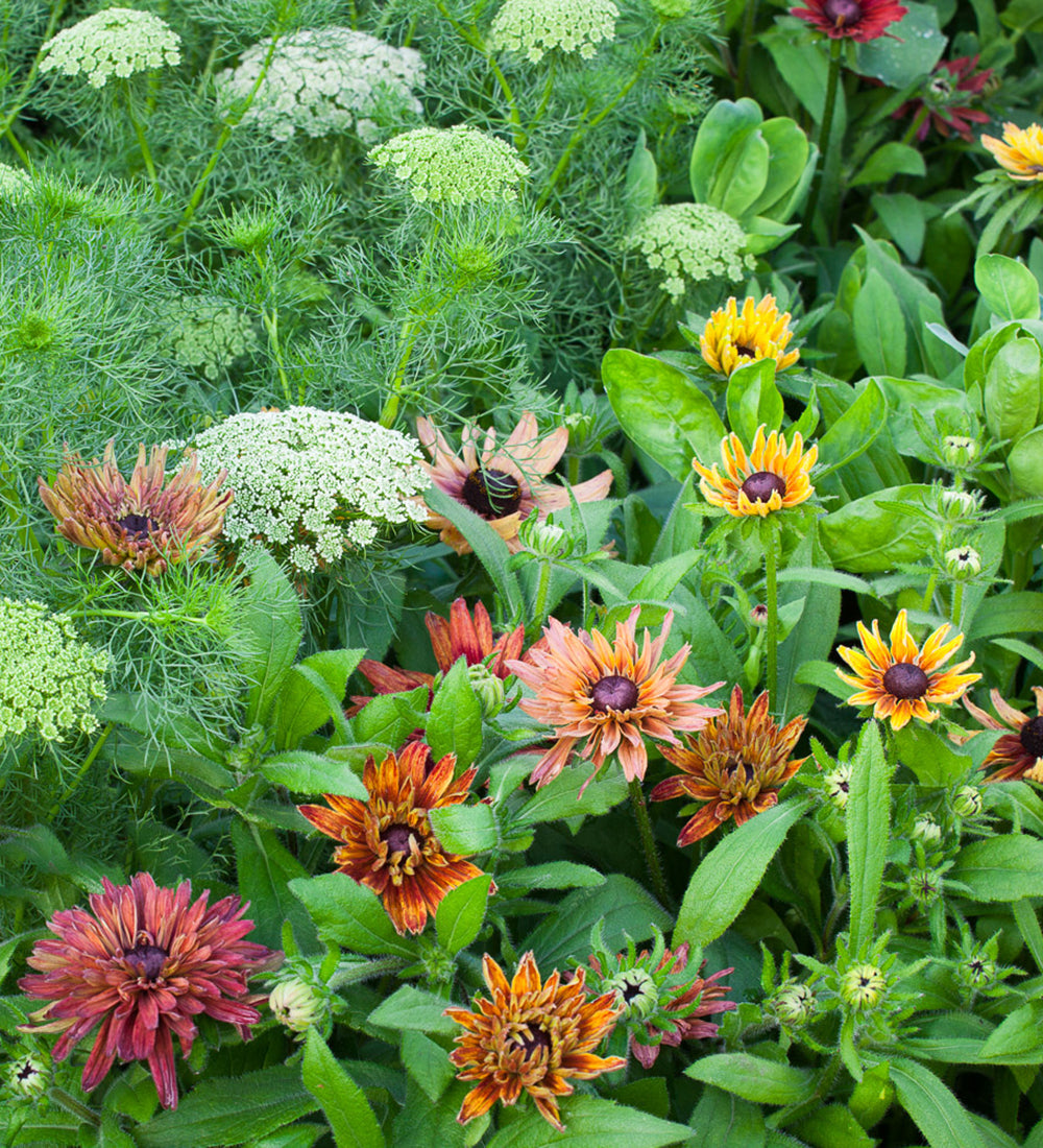Rudbeckia hirta 'Sahara Mix'