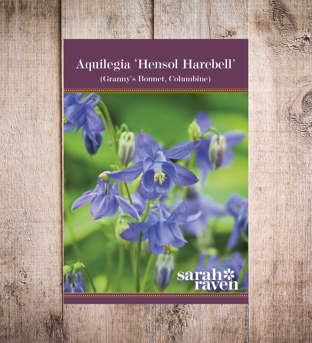 Aquilegia Vulgaris 'Hensol Harebell'