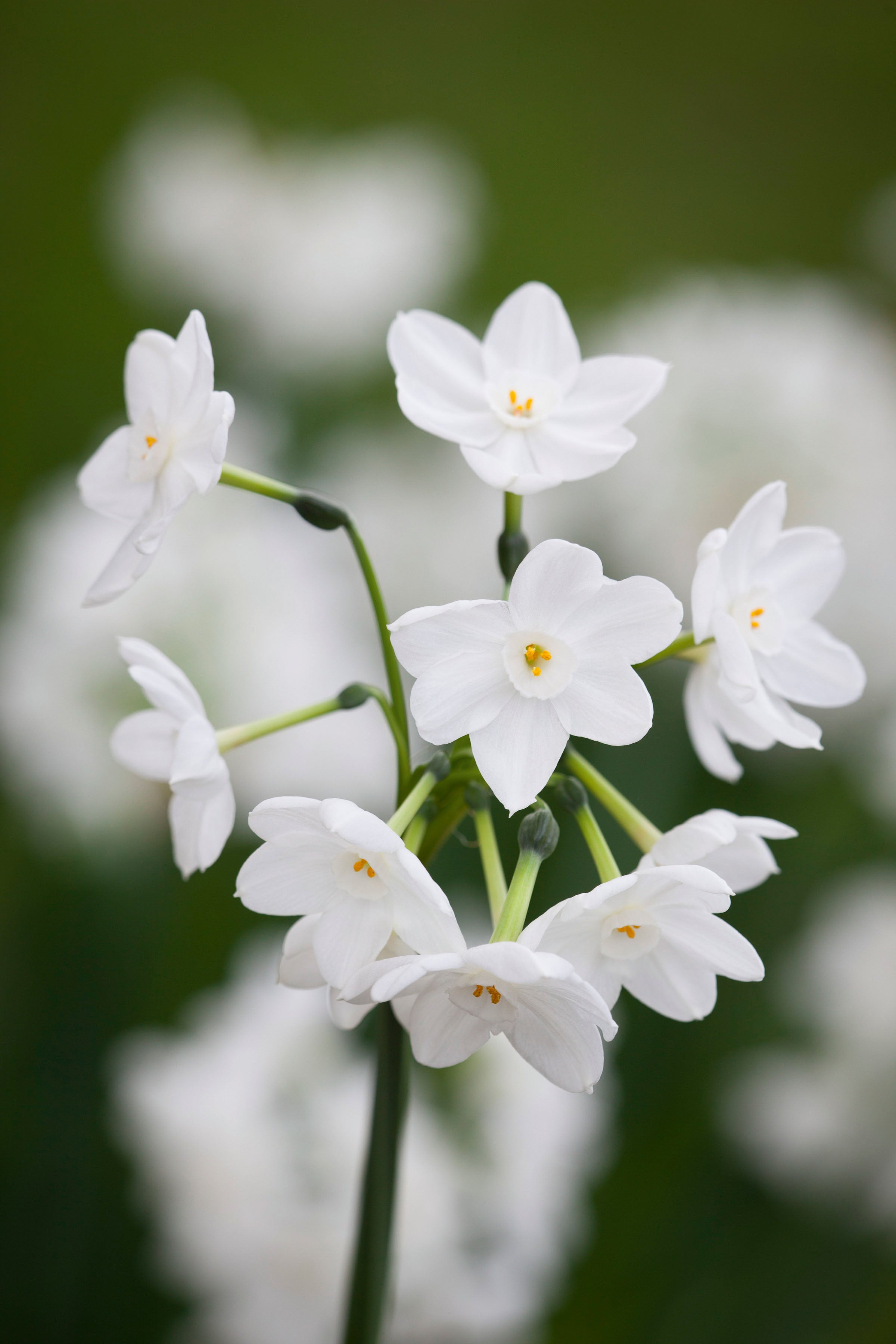 Narcissus 'Inbal' (Forcing)