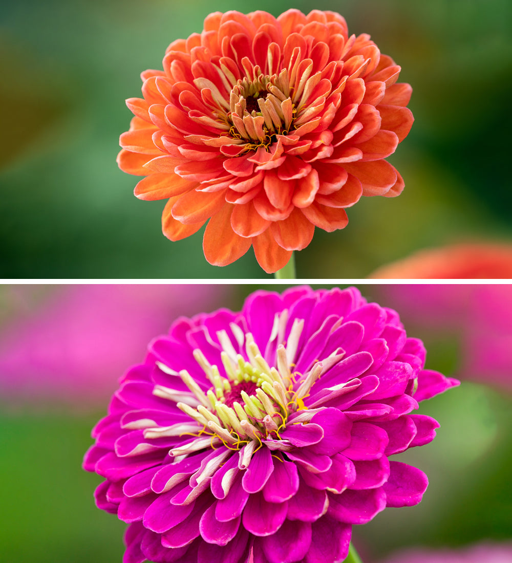 Hero Zinnia Mix