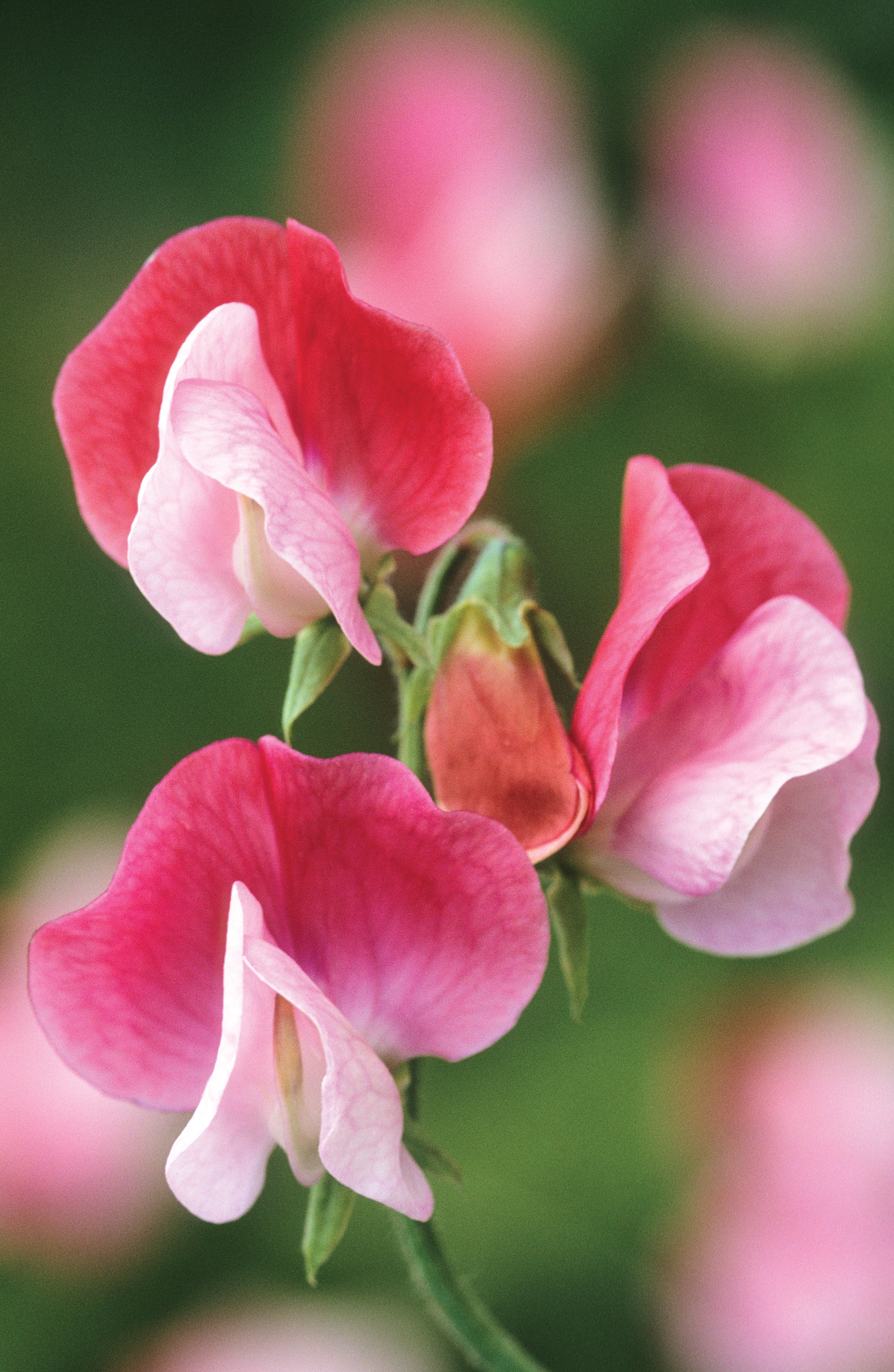 Full on Fragrance Sweet Pea Collection