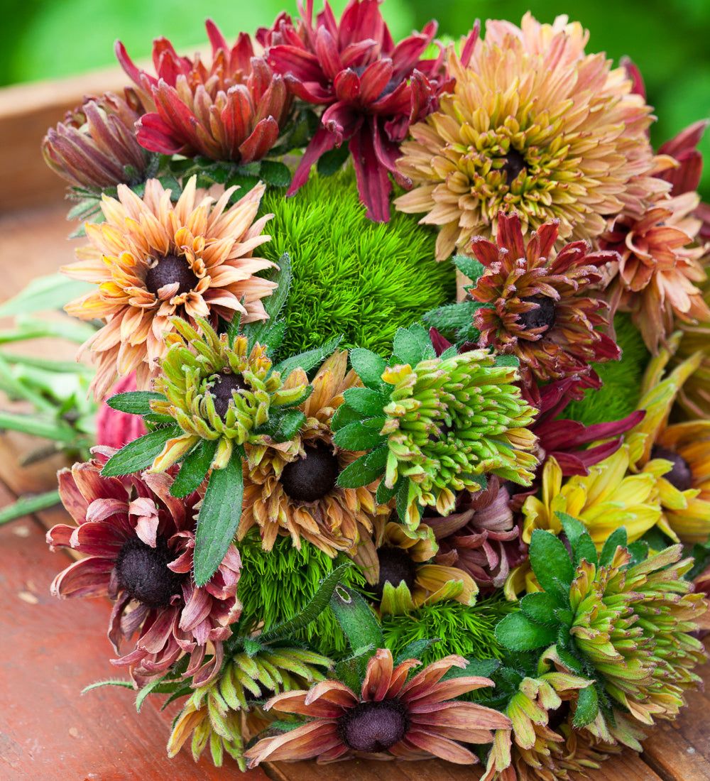 Rudbeckia hirta 'Sahara Mix'