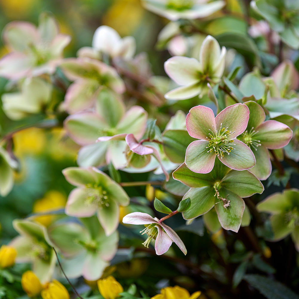 Helleborus x 'Guess'