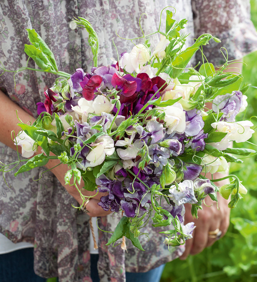 Sweet Pea 'Cupani'