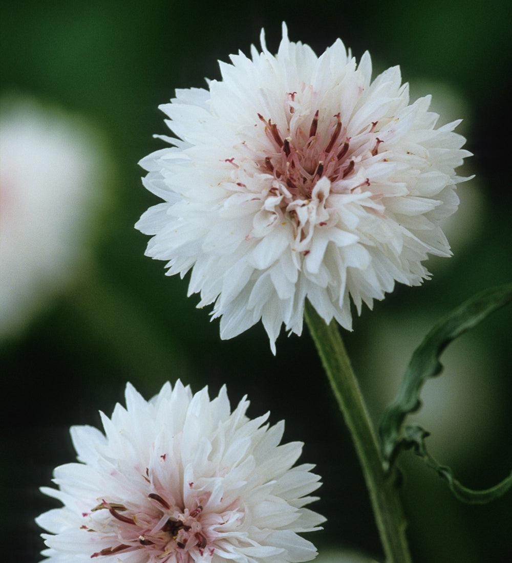 Centaurea cyanus 'White'