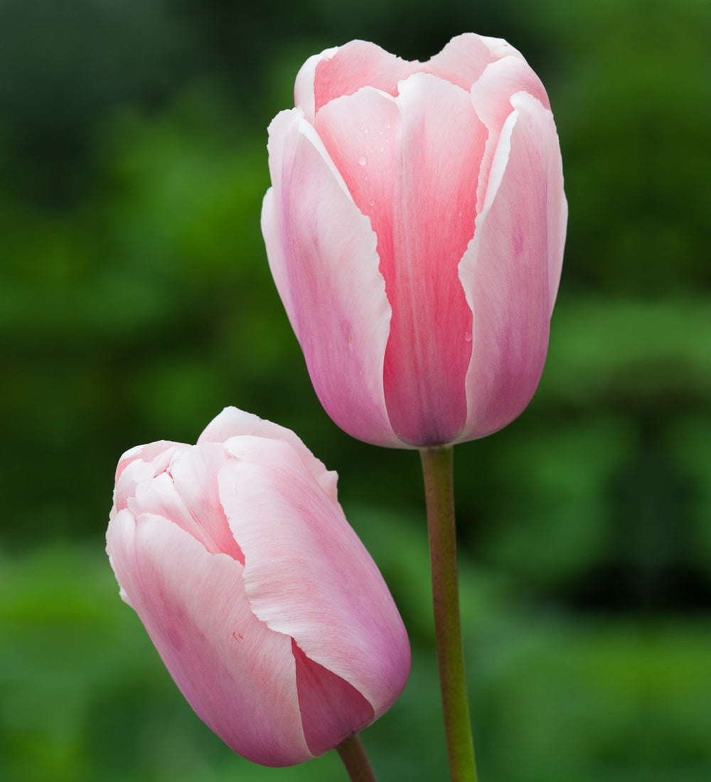 Tulips for Two Months Mix