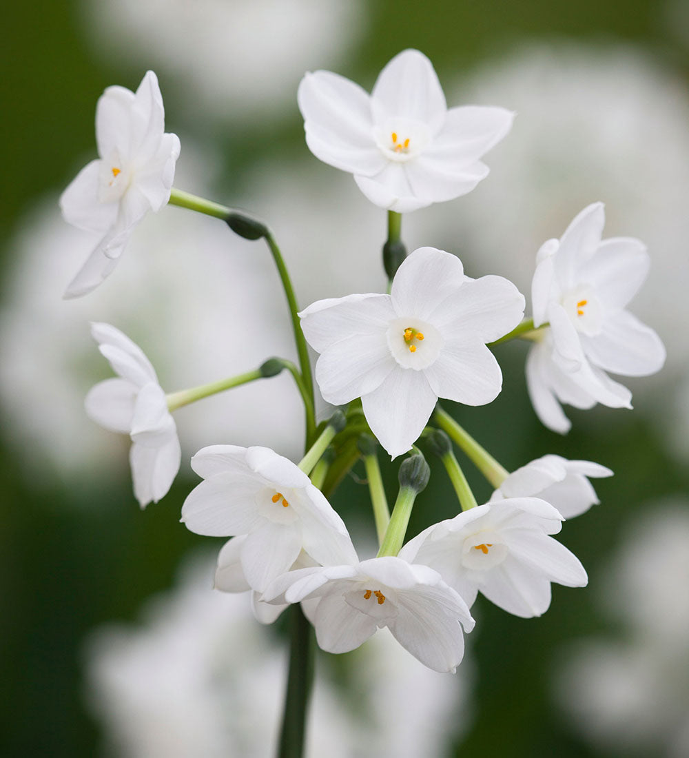 Narcissus 'Inbal' (Forcing)