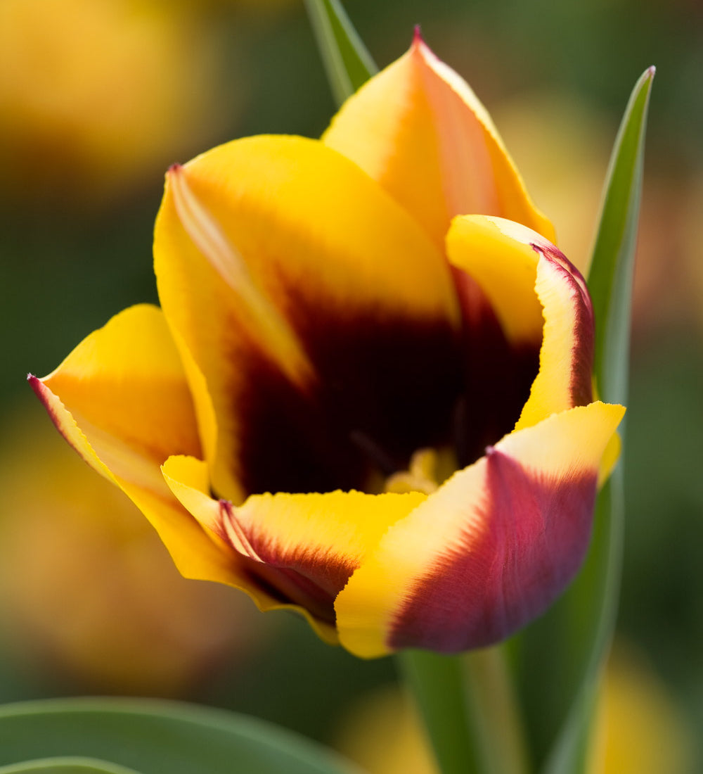 Tulip 'Gavota'