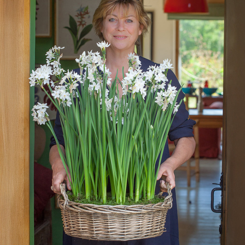 Paperwhites in Willow Basket