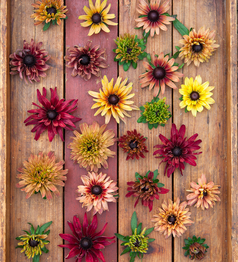 Rudbeckia hirta 'Sahara Mix'