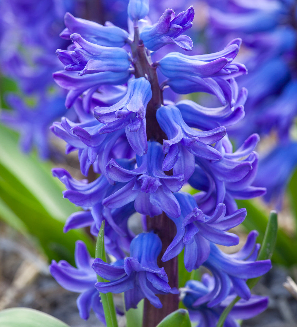 Hyacinthus orientalis 'Delft Blue' (Forcing)