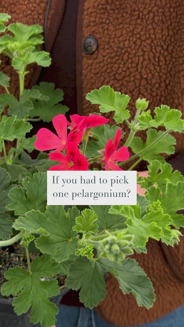 Pelargonium 'Mystery' (Unique)