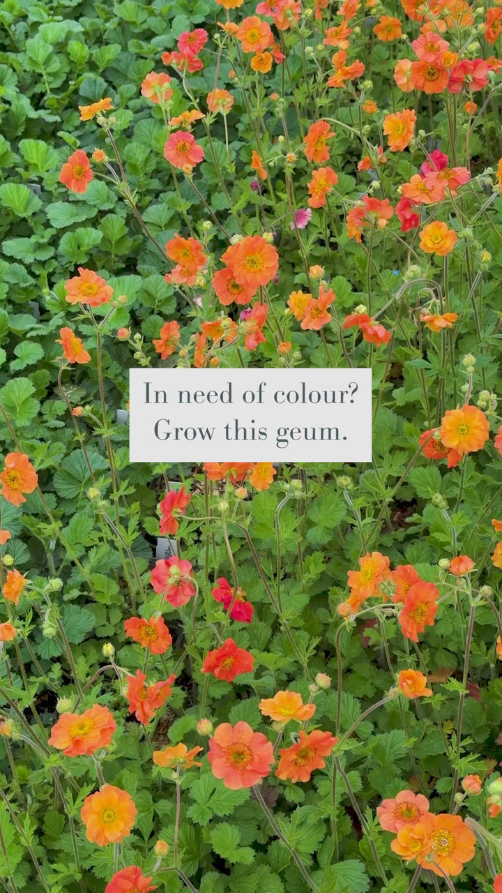 Geum 'Totally Tangerine'