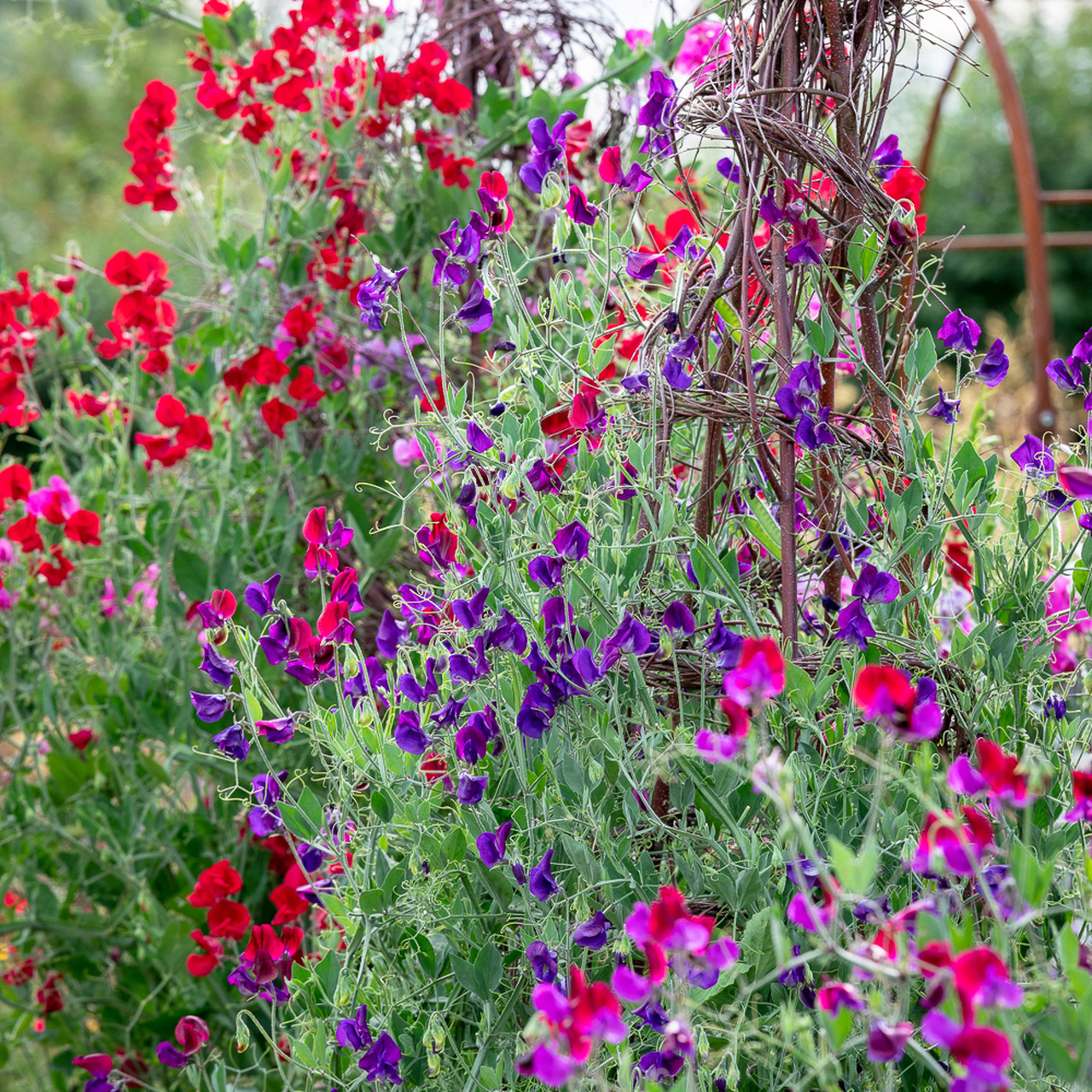 sweet pea climbing frames and systems - Sarah Raven
