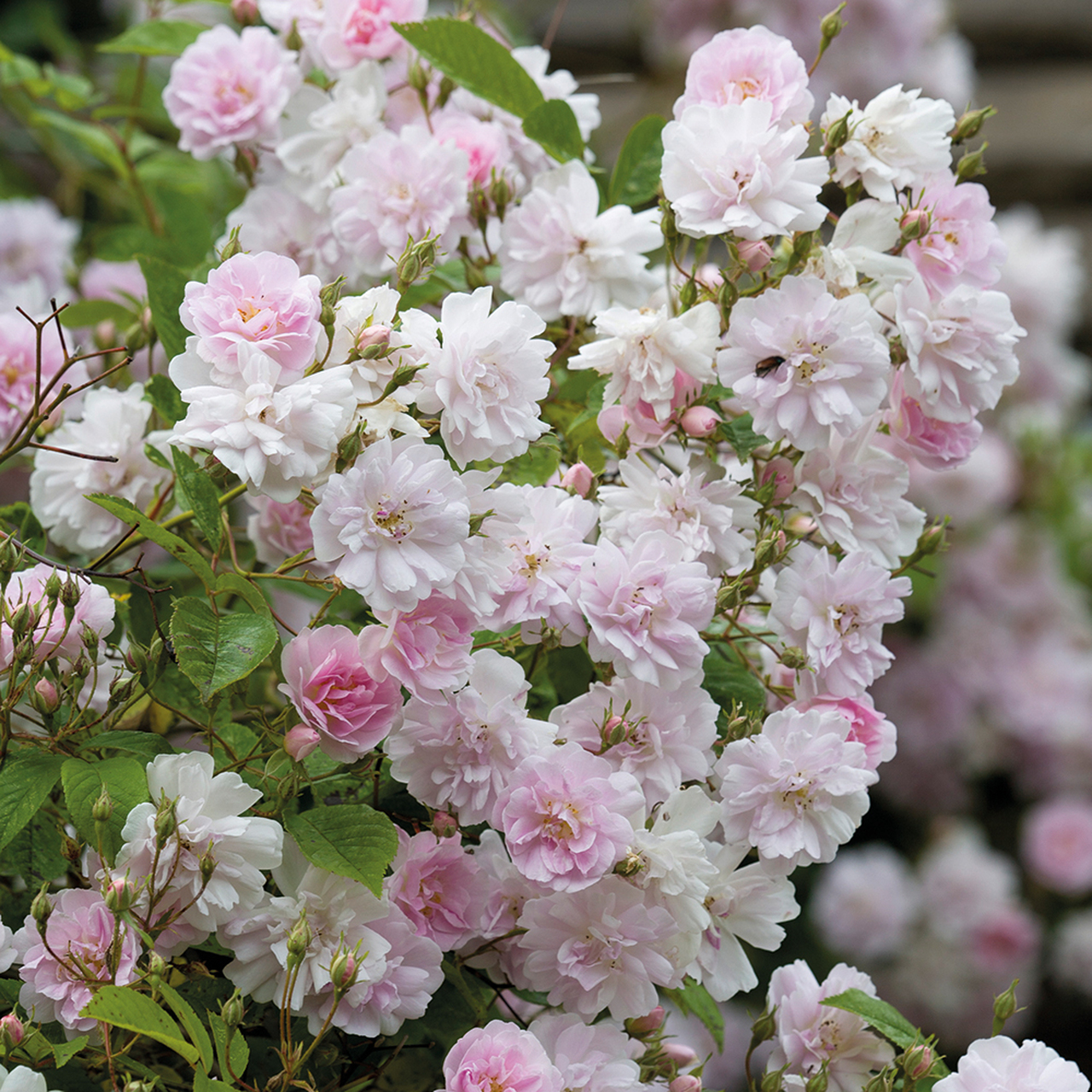 The Sissinghurst Method for Pruning Roses | Sarah Raven