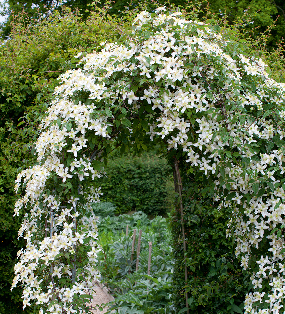 clematis for every month of the year - Sarah Raven