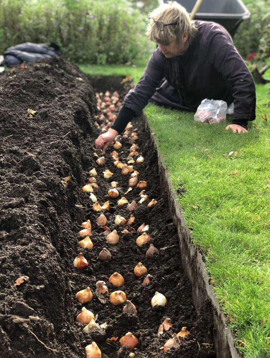 Planting flower bulbs in garden borders